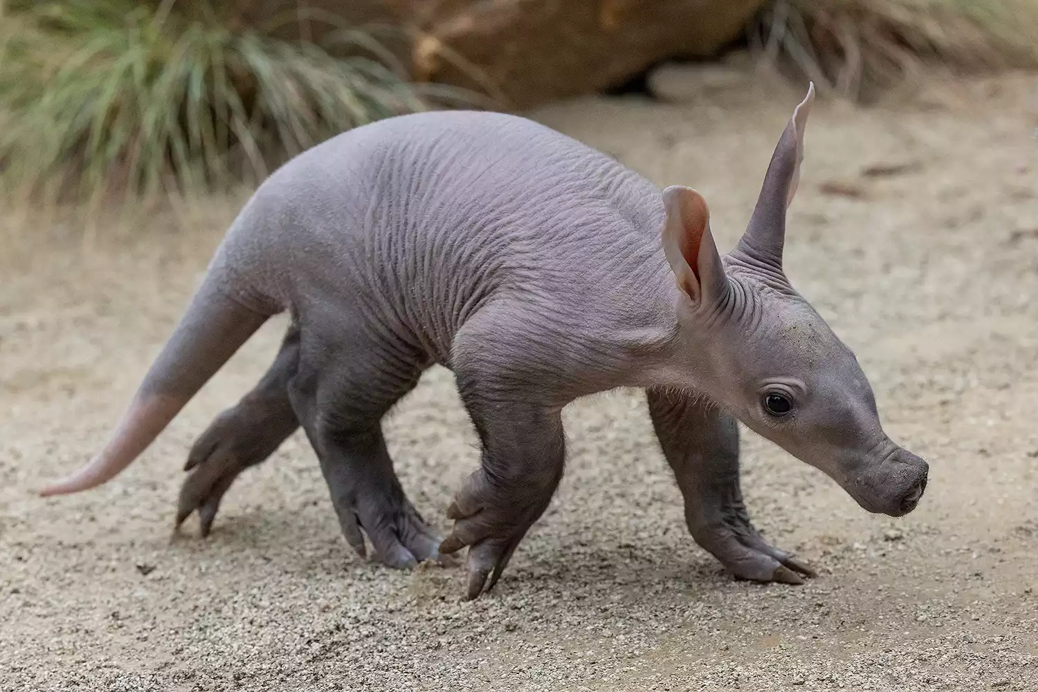 baby aardvark